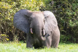 Forest elephant Forest elephant looking at camera in Loango National Park