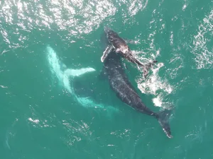 Humpback Whales Humpbacks play and breach on the waters surface. Andrew Buesnel/Getty images