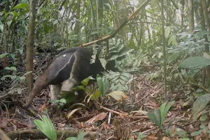 Giant anteater Giant anteater