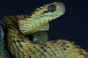 Hairy bush viper / Atheris hispida Getty