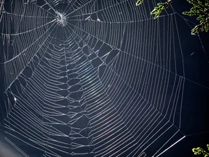 Is spider silk – pound for pound – as strong as steel? Is spider silk - pound for pound - as strong as steel?