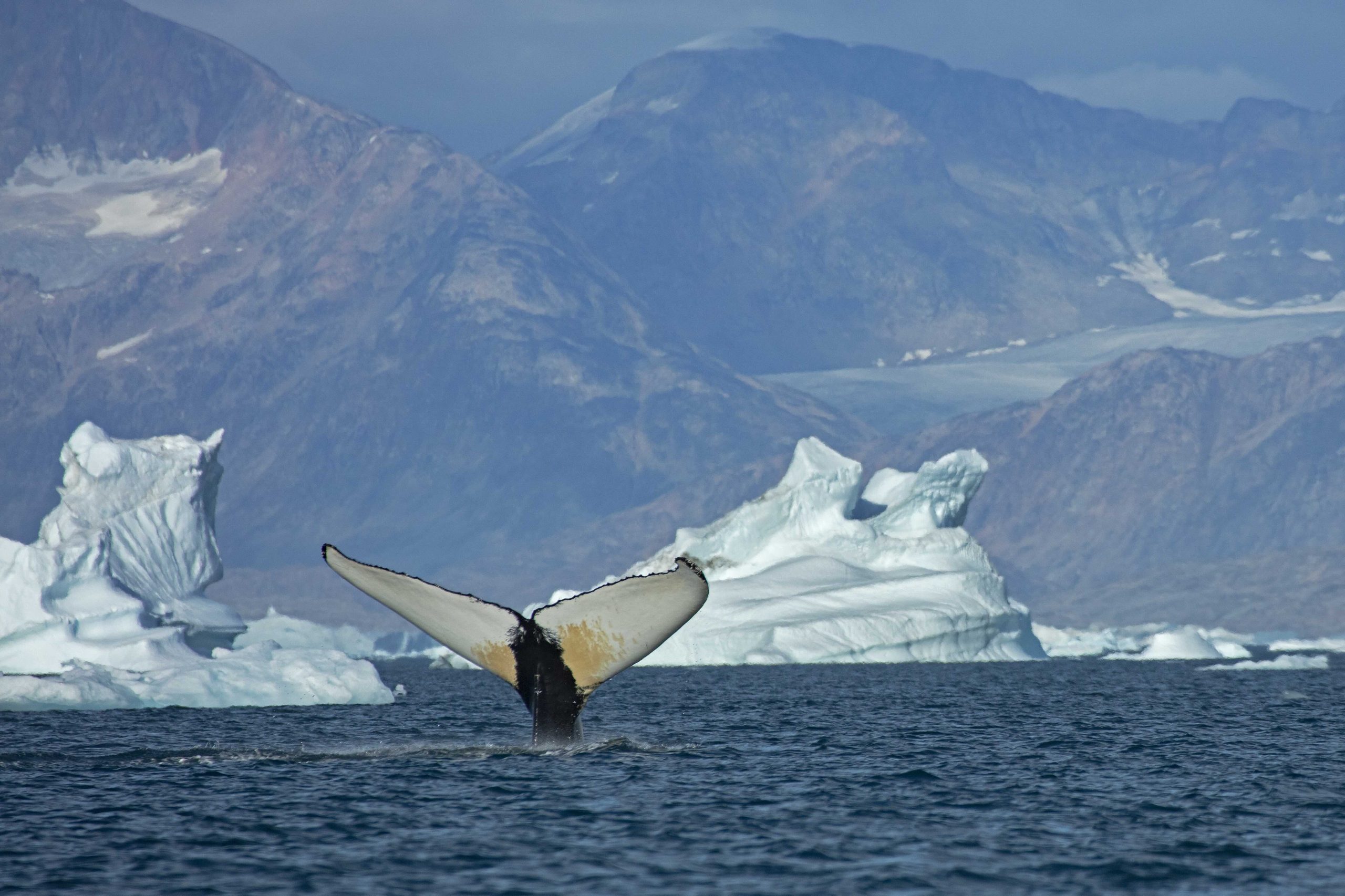 Whales once rare along East Greenland now gather by the thousands in feeding frenzies; study links surge to climate-driven capelin shift and 2°C warming