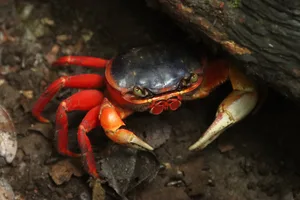 Close-up macro photograph of a wild red land crab (halloween crab, harlequin crab), hiding under leaves looking directly into camera at Manuel Antonio National Park in Costa Rica. Wild Gecarcinus quadratus, moon crab, mouthless crab in Central America. Red land crab
