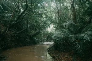 Tropical rainforest river, Ishigaki Island, Okinawa, Japan Ishigaki Island