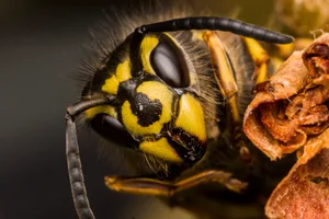 A visually captivating image of a wasp, capturing the intricate details of its head and upper body. Almacron/Getty Images