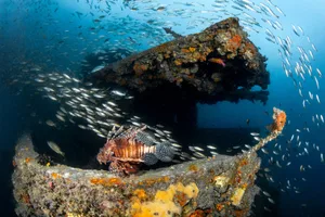 Lionfish with school of yellowstripe scad fish swimming at HTMS Kledkaeo ship wreck, artificial reef underwater in Krabi, Thailand. Lionfish with school of yellowstripe scad fish swimming at HTMS Kledkaeo ship wreck in the area of Phi Phi island. One of the dive sites and artificial reef underwater in Krabi, Thailand.