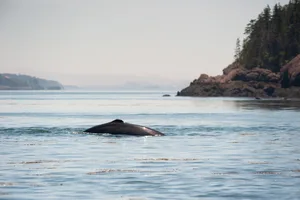 Minke whale (Balaenoptera acutorostrata) breaching out of the Bay of Fundy near St. Andrews by the Sea, New Brunswick, Canada Minke whale (Balaenoptera acutorostrata), St. Andrews by the Sea, New Brunswick, Canada