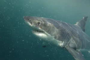 White shark White shark