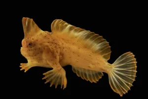 Male red handfish by Joel Sartore National Geographic Photo Ark A critically endangered male red handfish (Thymichthys politus) at the Institute for Marine and Antarctic Studies in Hobart, Tasmania.