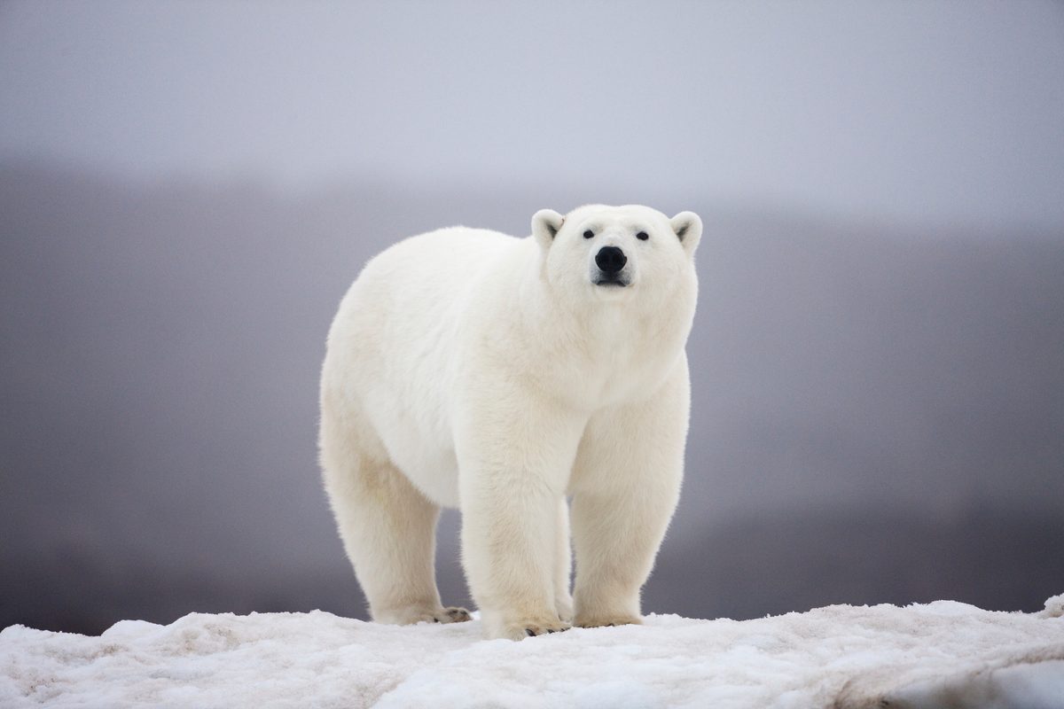 Why can't polar bears live in Antarctica?