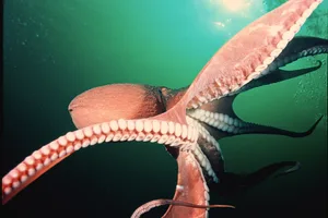 Giant Pacific octopus Giant Pacific octopus