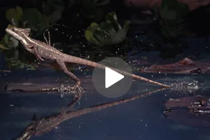 Basilisk lizard (Basiliscus basiliscus) Basilisk lizard (Basiliscus basiliscus)