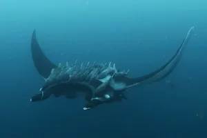 Oceanic manta ray with remoras Oceanic manta ray with remoras
