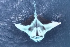 White oceanic manta White oceanic manta