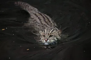 Fishing cat (Prionailurus viverrinus). Fishing cat (Prionailurus viverrinus). Wildlife animal.
