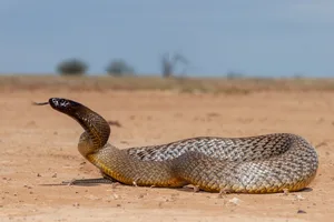 Inland Taipan Venomous inland taipan Australia