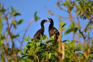 How do birds mate How do birds mate? A pair of Cormorants seen sitting on a tree