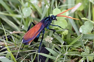 Tarantula hawk. A tarantula hawk is a spider wasp that hunts tarantulas. Tarantula hawks belong to any of the many species in the genera Pepsis and Hemipepsis, in the family Pompilidae (spider wasps). The more familiar species are up to 5 cm (2.0 in) long, making them among the largest of wasps, and have blue-black bodies and bright, rust-colored wings (other species have black wings with blue highlights). The vivid coloration found on the bodies, and especially wings, of these wasps is an aposematism, advertising to potential predators the wasps' ability to deliver a powerful sting. Their long legs have hooked claws for grappling with their victims. The stinger of a female Pepsis grossa can be up to 7 mm (1⁄4 in) long, and the sting is considered one of the most painful insect stings in the world.