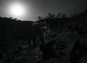 Photographed with a Camtraptions camera trap. Laikipia Wilderness Camp, Kenya. A black panther in the night near the Laikipia Wilderness Camp in Kenya