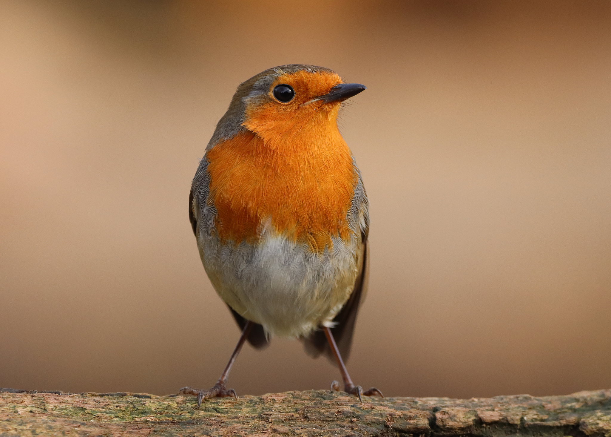 Your garden robin might know exactly who you are and follow you about ...