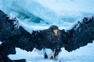 Biggest eagle in the world Biggest eagle in the world