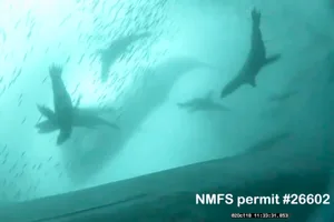 Humpback whales hunting alongside sea lions
