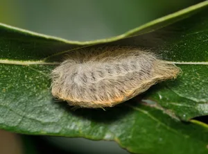 Southern Flannel Moth caterpillar (Megalopyge opercularis) side view on a leaf. Flannel Moth