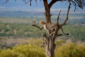 Cheetah in Tree Matt Polski/ Getty Images