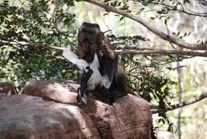 Capuchin_birdprey Capuchin eating a bird