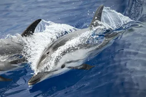 Dolphin swimming in the Ligurian Sea in front of Genoa Dolphin swimming in the Ligurian Sea in front of Genoa
