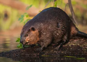 Beaver on log, Ottawa, Ontario, Canada Copyright 2010 David White