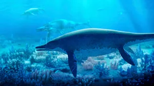 Artwork of shastasaurus ichthyiosaurs Illustration of a pod of shastasaurus swimming through Triassic seas. Shastasaurus was a marine reptile belonging to the group known as ichthyosaurs.