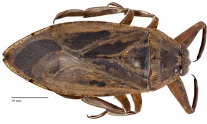 Deadly giant water bug Deadly giant water bug