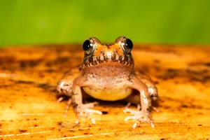 Minervarya charlesdarwini Charles Darwin's frog