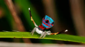 Dancing Male Peacock Spider (Maratus gemmifer) Peacock spider