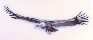 Illustration of Argentavis bird in flight on white background UNSPECIFIED - AUGUST 14: Illustration of Argentavis bird in flight on white background (Photo by De Agostini via Getty Images/De Agostini via Getty Images)