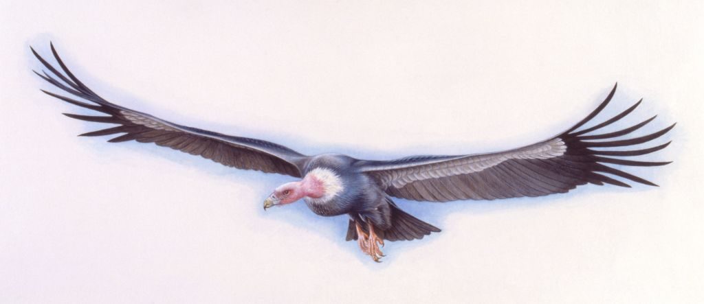 "It resembled a biplane when airborne, with a wingspan that measured a massive 7m across. It was incredibly heavy too; tipping the scales at 72kg" - BBC Wildlife Magazine image