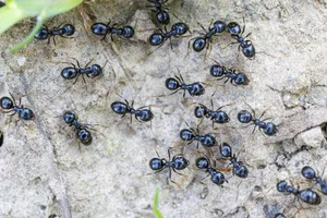Black garden ants (Lasius niger), Germany, Europe Black garden ants, Germany.