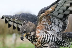 Crowned Eagle (Stephanoaetus coronatus) Close up of the crowned eagle, also known as the African crowned eagle or the crowned hawk-eagle