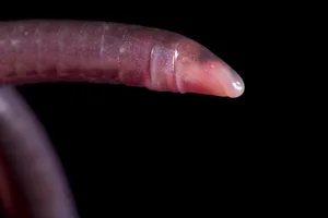 Cayenne caecilian,Typhlonectes compressicauda Cayenne caecilian