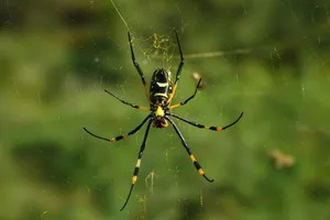 Banded-legged golden orb-web spider (Nephila senegalensis) Emily Tubbesing/Getty Images