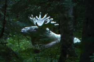 White moose White moose