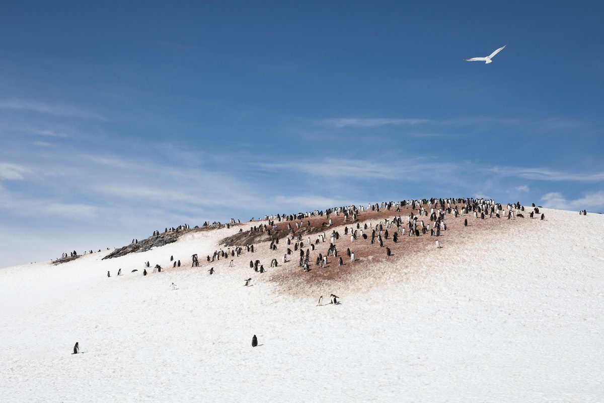 Penguin Poop May Accelerate Antarctic Snow Melt via Algae Blooms