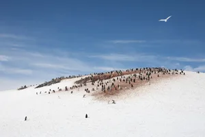 A colony of gentoo penguins on Half Moon island. Antarctica. A colony of gentoo penguins on Half Moon island. Antarctica. Credit: kertu_ee