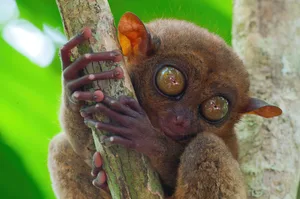 Tarsier portrait in a forest at Bohol Island – Philippines Tarsier portrait in a forest at Bohol Island - Philippines.