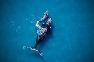 southern right whale, eubalaena australis,mother and calf, valdes penin