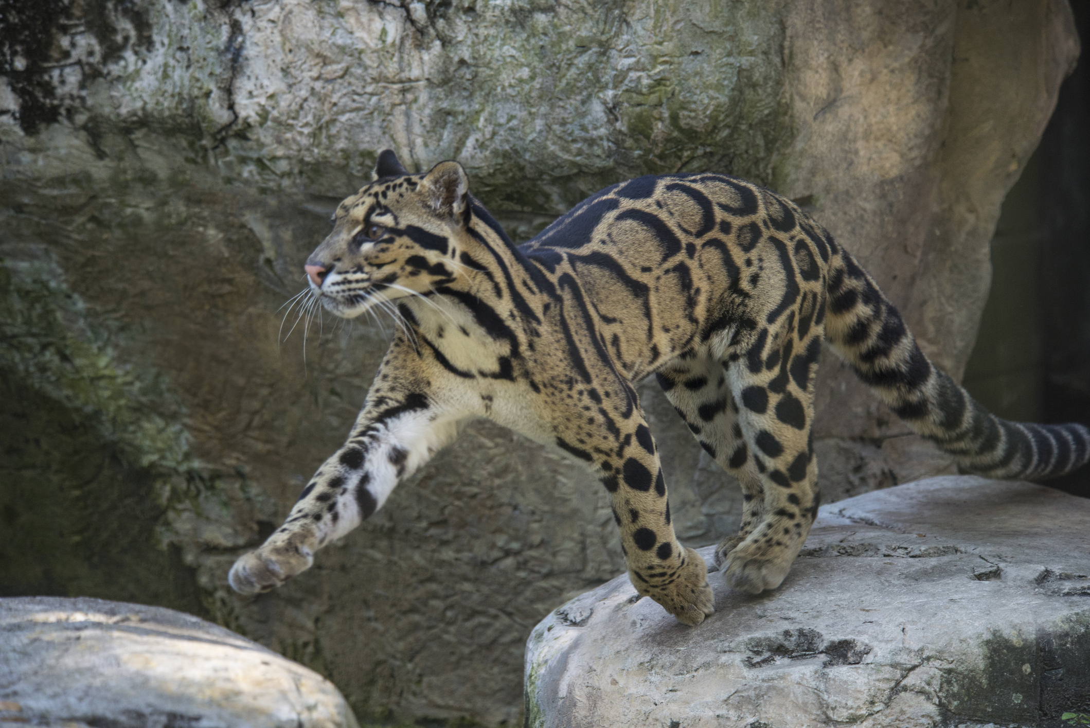 It's the size of a Labrador dog, incredibly shy and beautiful and built ...