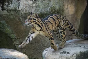 Clouded Leopard Getty
