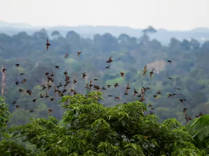 Wrinkle-lipped free-tailed bats (Mops plicatus) flying our of Gomantong cave, Borneo, at night A colony of wrinkle-lipped free-tailed bats (Mops plicatus) in flight above tree canopy