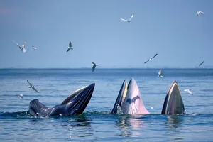 Whale song discovery Whale song discovery